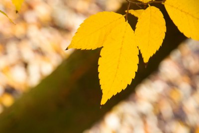 Zelkova serrata - zelkova ostrolistá - list podzim